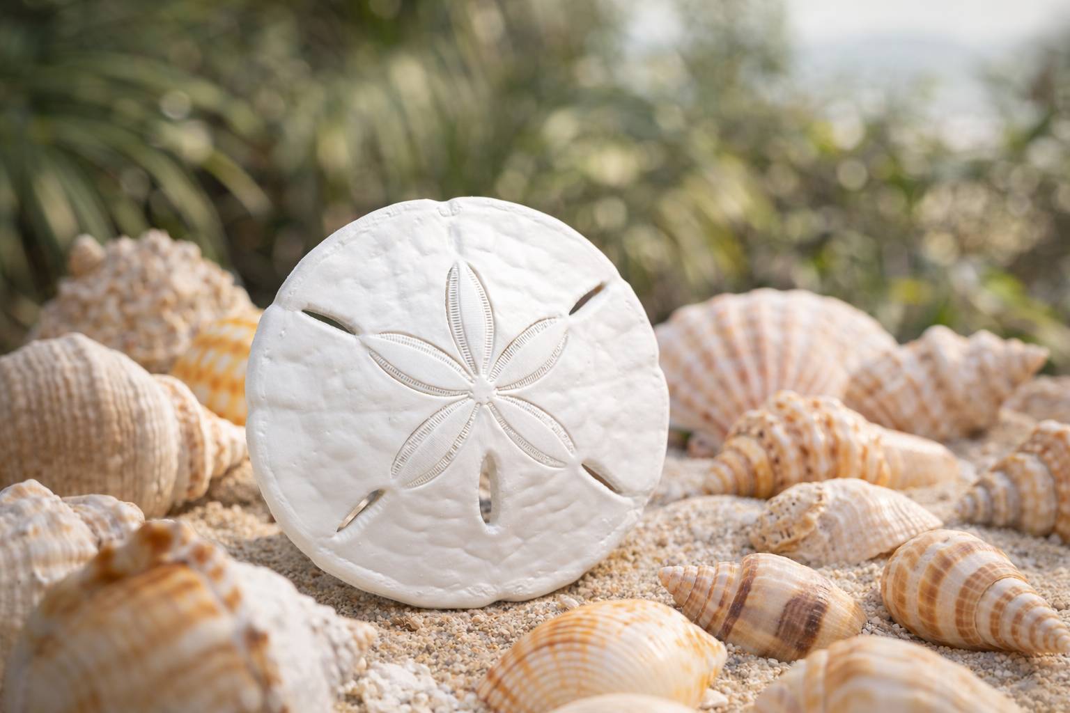 🐚 3D Printed Sand Dollar – "OGAH RADIO" Edition - Image 4