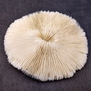 Natural Sea Mushroom Fossilized Coral 3–4” - Image 2